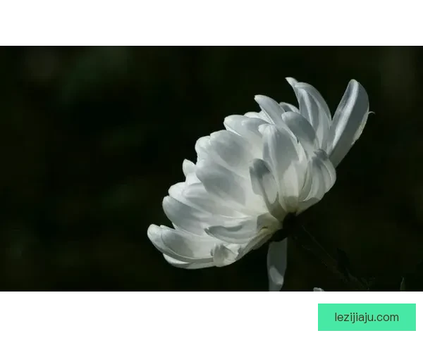 险些丧命老将破荒泪指苍天祭父